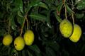انبه کوئینی / انبه معطر